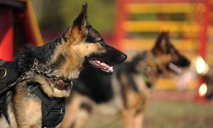 Cães de guarda: conheça as raças mais indicadas